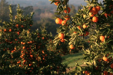 Fruit Garden