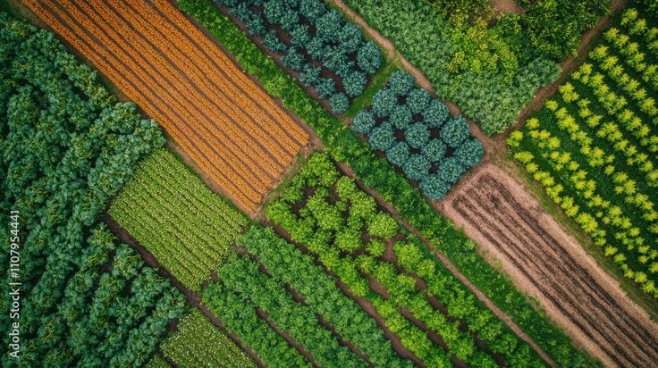 Organic Fields